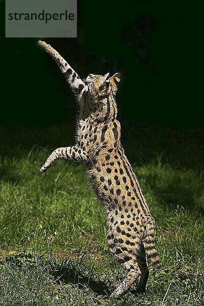 Serval (leptailurus serval)  Erwachsener jagt vogel