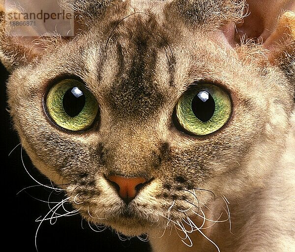 Devon Rex Hauskatze  Portrait eines Erwachsenen