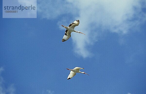 Weißer Ibis (eudocimus albus)  Erwachsener im Flug gegen blauen Himmel