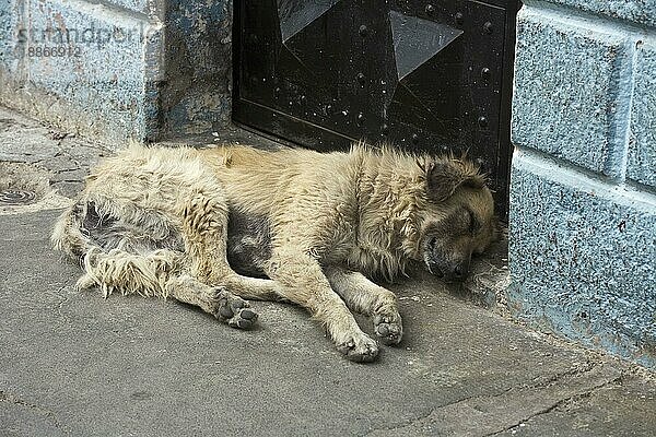 Straßenhund schläft vor Haustür  Otavalo  Provinz Imbabura  Ekuador
