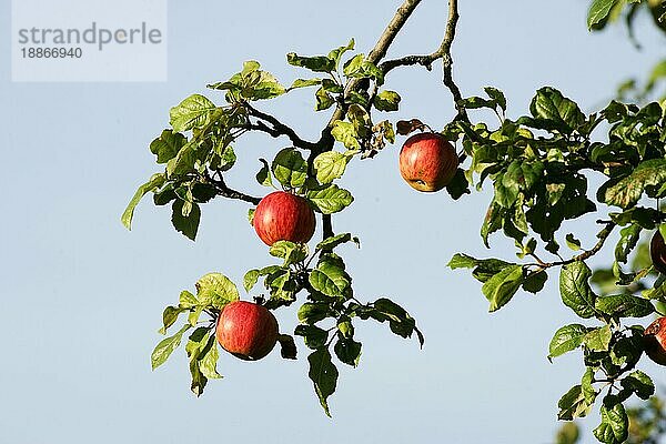 Streuobstwiese Apfelbaum mit Äpfel apfel  äpfel  apfelbaum  kulturapfel (malus domestica)  malus  apples  crabapples  pommier
