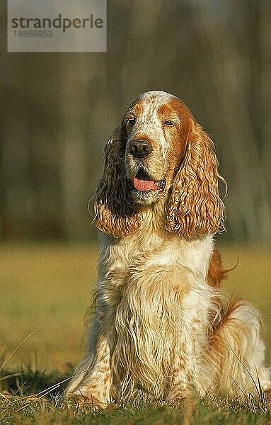 ENGLISCHER COCKERSPANIEL  ERWACHSEN  IM GRAS SITZEND