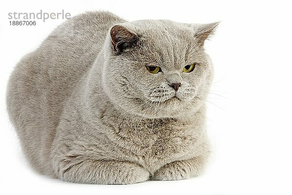 LILAFARBENE BRITISCH-KURZHAAR-KATZE  ERWACHSENER KATER VOR WEISSEM HINTERGRUND