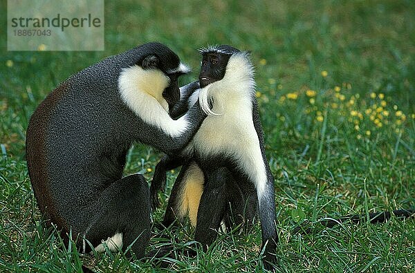 Diana-Affe (cercopithecus diana)  Erwachsene Körperpflege