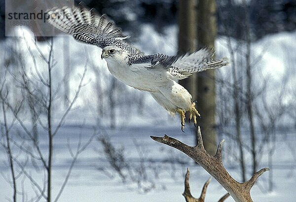 GYRFALKE (falco rusticolus)  ERWACHSENER IM FLUG  KANADA