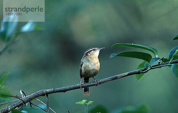 Carolina Wren  Amerika  america  Tiere  animals  Vogel  Singvögel  songbirds  Ast  außen  outdoor  frontal  head-on  von vorne  Querformat  horizontal  sitzen  sitting  adult  Corkscrew Swamp Sanctuary  Florida  USA  Carolinazaunkönig (Thryothorus ludovicianus)  Crokscrew Swamp Sanctuary  USA  Nordamerika