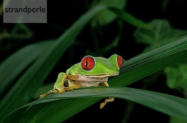 Rotaugenlaubfrosch (agalychnis callidryas)  ERWACHSENER AUF BLATT STEHEND