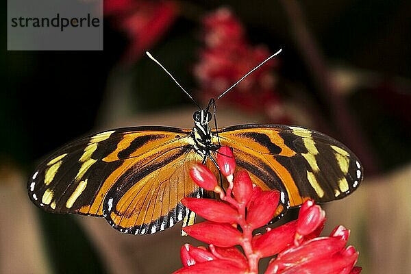 Eueides Schmetterling  eueides isabella  Erwachsener sammelt Nektar auf Blüte