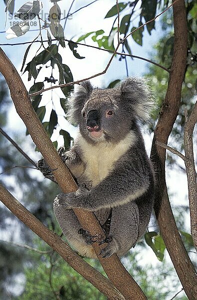 KOALA (phascolarctos cinereus)  ERWACHSENER AUF BRANCHE  AUSTRALIEN