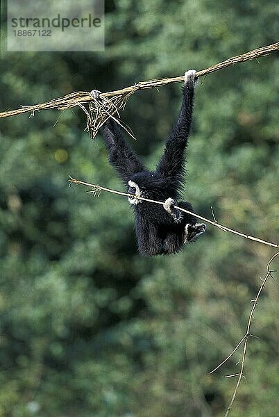 Weißhandgibbon (hylobates lar)  ERWACHSENER HÄNGEND VON LIANA