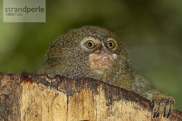 PYGMY MARMOSET (callithrix) pygmaea  PORTRAIT DES ERWACHSENEN