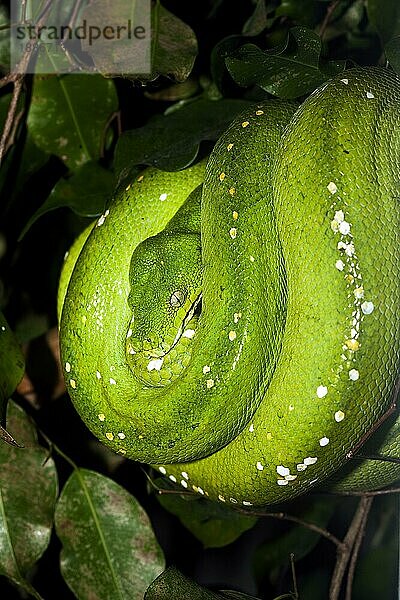 Grüner Baumpython (morelia viridis)  ERWACHSENE