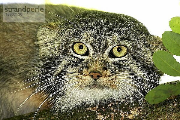 MANUL- ODER Manul (otocolobus manul)  KOPF EINES ERWACHSENEN