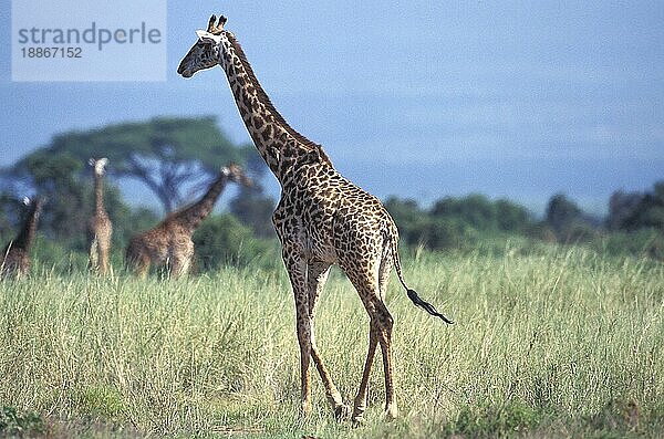 Masai-Giraffe (giraffa camelopardalis tippelskirchi)  GRUPPE VON ERWACHSENEN IN SAVANNAH  KENIA