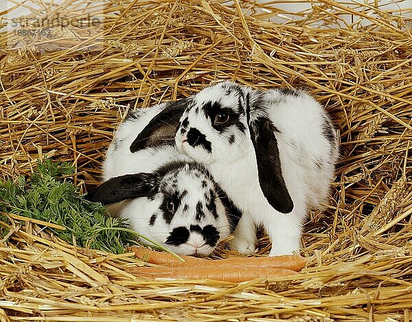 Lop-eared Rabbits  Widderkaninchen  Kaninchen  innen