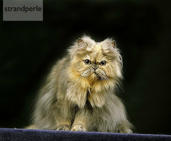 Smoke Perser Hauskatze  Erwachsene sitzend gegen schwarzen Hintergrund