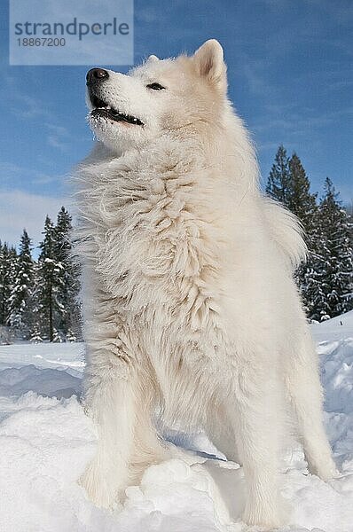 Samojedenhund  bjelkier  im Schnee  Cocolalla  Idaho  USA  Nordamerika