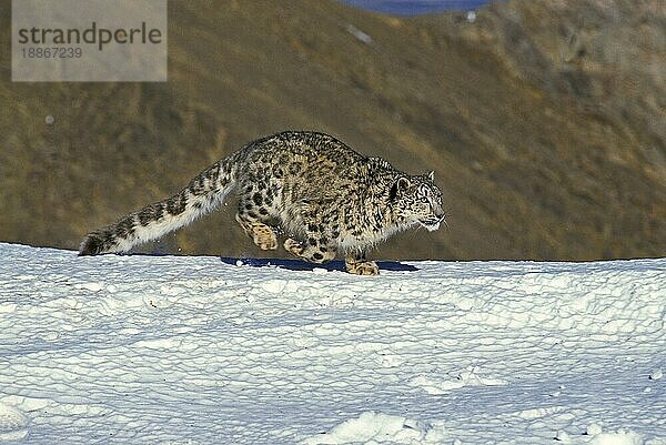 Snow Leopard oder Ounce  uncia uncia  Erwachsene unter Snow