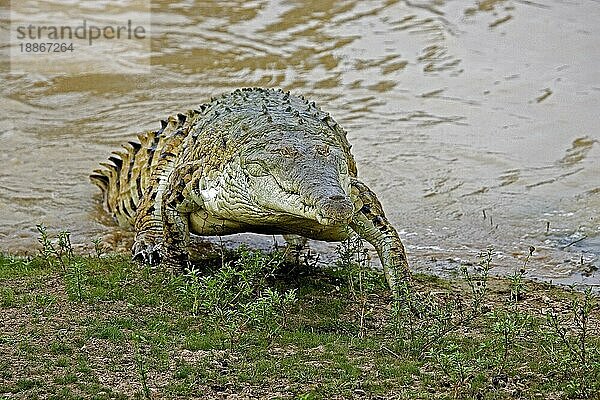 ORINOCO-KROKODIL (crocodylus intermedius)  ERWACHSENER AUS DEM FLUSS  LOS LIANOS IN VENEZUELA