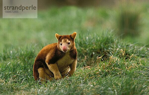 Matschie's Baumkänguru (dendrolagus matschiei)  Erwachsener auf Gras