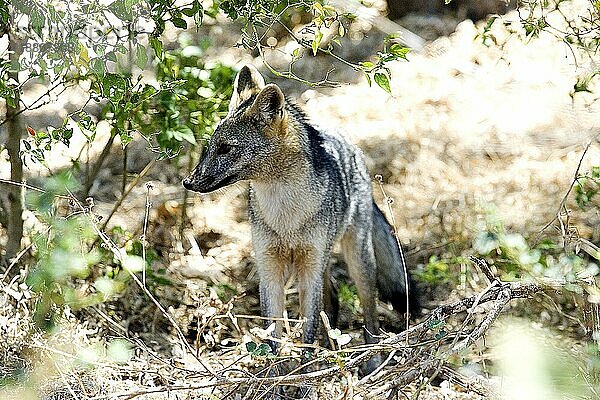 Krabbenfressender Fuchs (cerdocyon thous)  Erwachsener  Los Lianos au Venezuela