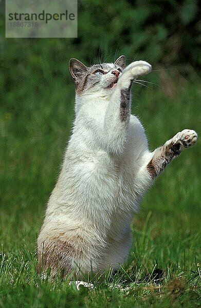 Hauskatze  Erwachsener sitzend auf Gras  spielend