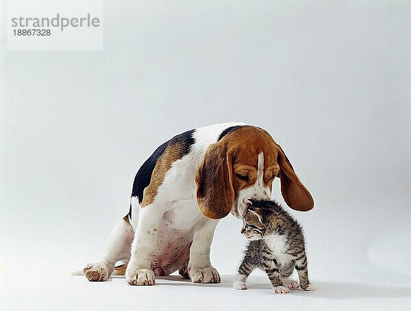 Beagle-Welpe und Kätzchen