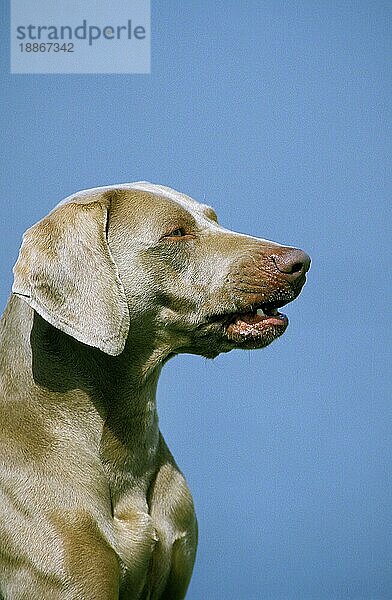 Weimaraner Vorstehhund  Portrait eines Erwachsenen gegen blauen Himmel