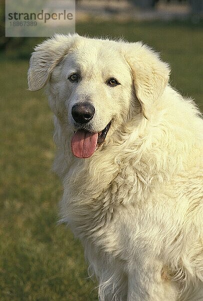 Kuvasz-Hund  Porträt eines Erwachsenen mit herausgestreckter Zunge