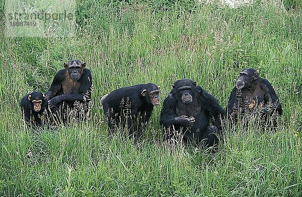 Schimpanse (pan troglodytes)  Gruppe mit Erwachsenen und Jungtieren