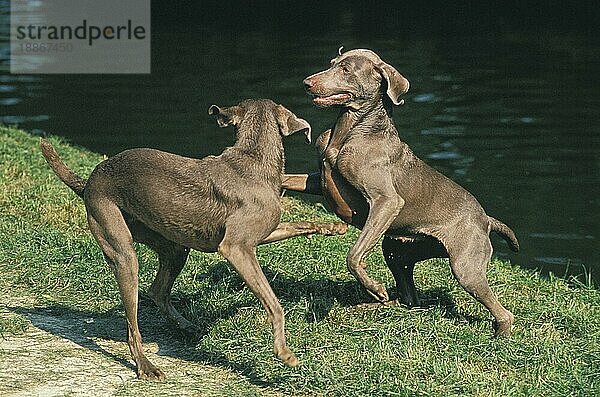 Weimaraner Vorstehhund  Erwachsene spielen am Wasser