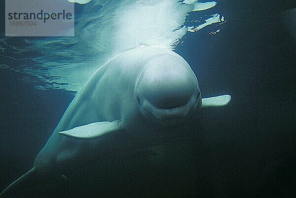 Belugawal (Delphinapterus leucas) oder Weißwal  erwachsen  Unterwasseransicht