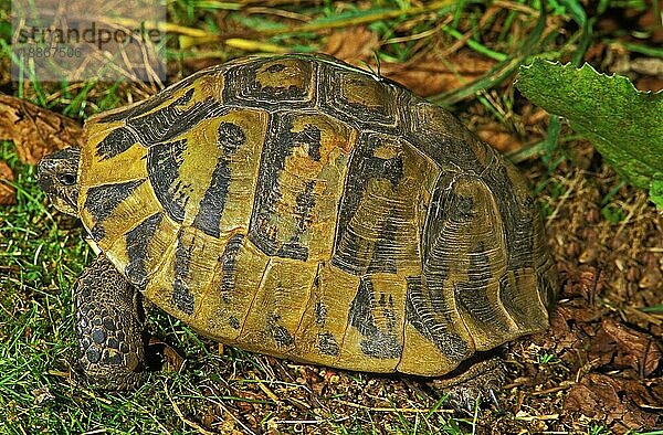 Griechische Landschildkröte (testudo hermanni)  erwachsen