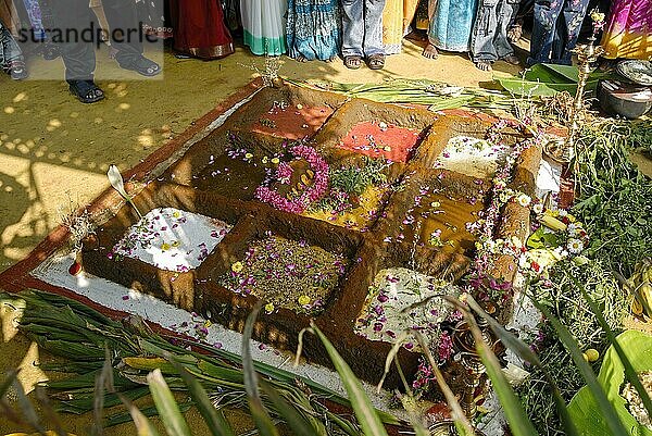 Darstellung eines 9-Korn-Feldes in einer Rinderfarm anlässlich des Pongal-Festes in Coimbatore  Tamil Nadu  Südindien  Indien  Asien