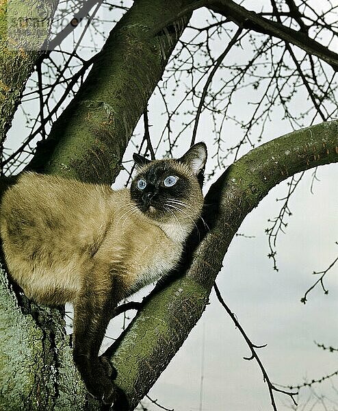 Seal Point Siamkatze  Erwachsene stehend im Baum