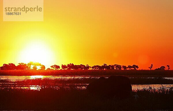 Abends am Chobe mit Umriss eines Elefanten  Botswana  Afrika