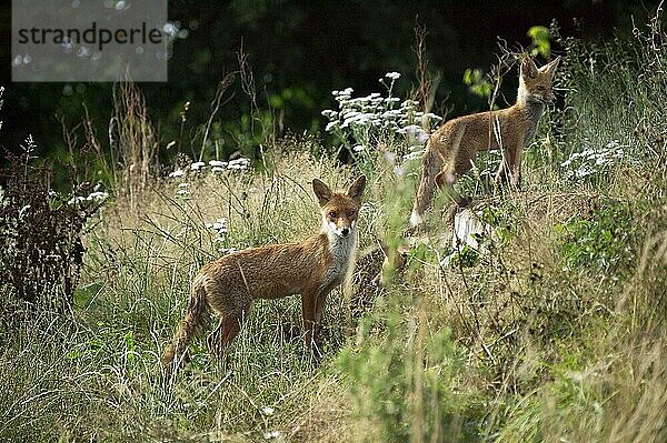 ROTFUCHS (vulpes vulpes)  ERWACHSENE STEHEND IM LANGEN GRAS  NORMANDY IN Frankreich