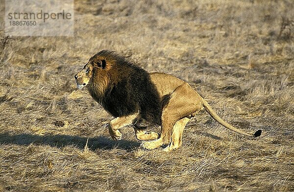 Afrikanischer Löwe (panthera leo)  erwachsen  laufend