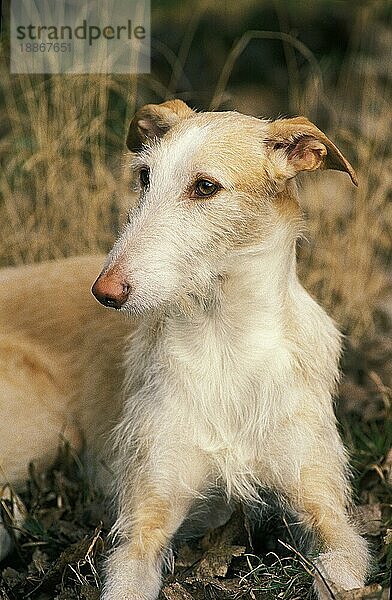 SPANISCHER DRAHTHAARIGER GALGO ODER SPANISCHER WINDHUND  ERWACHSEN