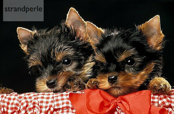 Yorkshire Terrier  Portrait von Welpen vor schwarzem Hintergrund