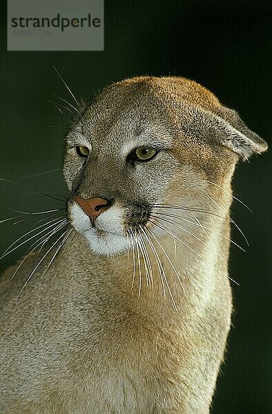 Puma (puma concolor)  PORTRAIT EINES ERWACHSENEN IN BEDROHUNGSHALTUNG