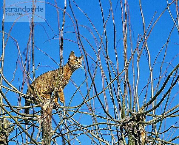 Abessinier Hauskatze  Erwachsener in Baum gegen blauen Himmel hockend