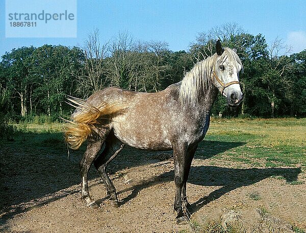 Andalusisches Pferd  Erwachsener mit Halfter