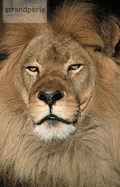 African Lion  male nischer Löwe (Panthera leo)  männlich (Löwe) (Säugetiere) (mammals) (animals) (Katzenartige) (Raubtiere) (beasts of prey) (frontal) (head-on) (von vorne) (Kopf) (head) (Porträt) (portrait) (adult)