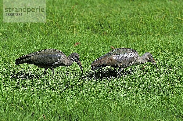 Hadeda Ibis (bostrychia hagedash)  Erwachsene auf Gras  Krüger Park in Südafrika