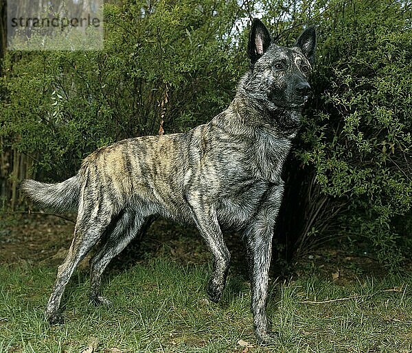 Holländischer Schäferhund  Erwachsener stehend auf Gras