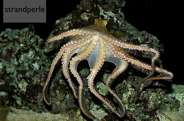 Oktopus  Octopus sp.  Erwachsener schwimmend mit Tentakeln