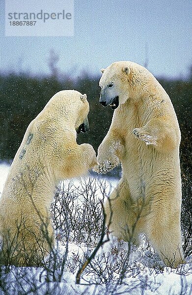 Eisbär (thalarctos maritimus)  ERWACHSENE KÄMPFEN  CHURCHILL MANITOBA IN KANADA