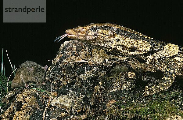 Dumerils Waran (varanus dumerilii)  Erwachsener mit herausgestreckter Zunge  jagende Maus