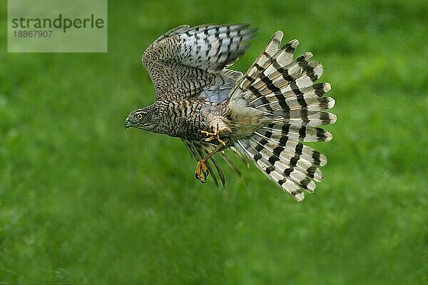 EUROPÄISCHER SPARROWHAWK (accipiter nisus)  ERWACHSENER IM FLUG